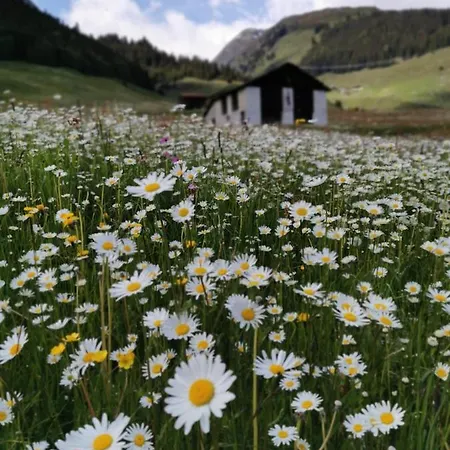 Tgesa Dutg Grond * Sedrun