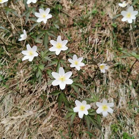 公寓 Tgesa Dutg Grond 塞德龙