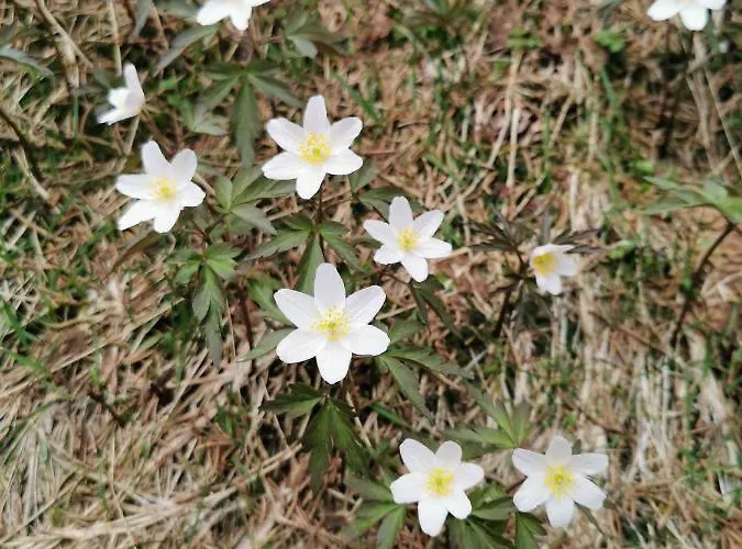 Appartement Tgesa Dutg Grond Sedrun