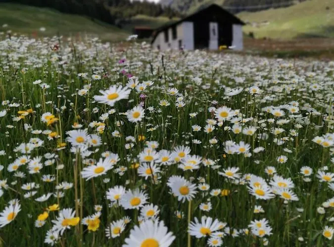 Tgesa Dutg Grond * Sedrun