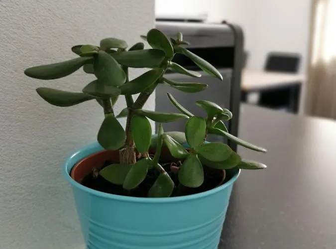 Tgesa Dutg Grond * Sedrun